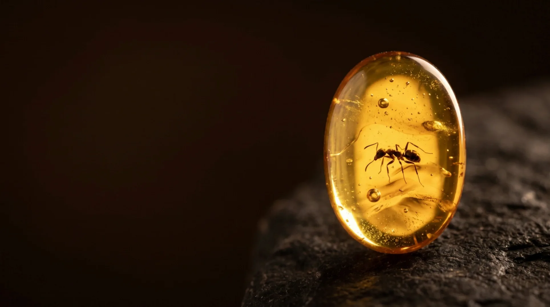 A polished piece of amber, lit from behind, with an ant preserved inside