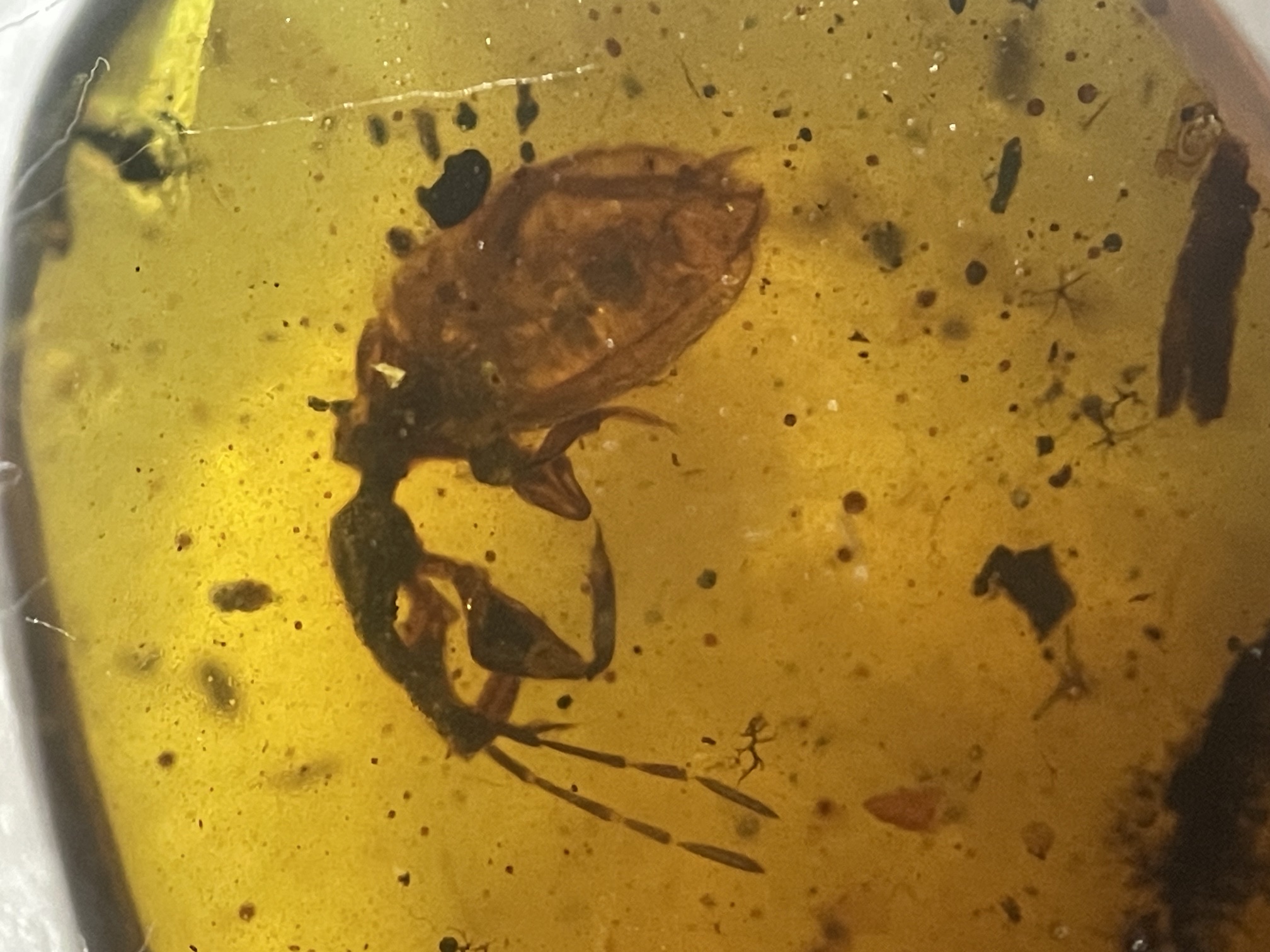 Close-up photograph of an inclusion in golden amber